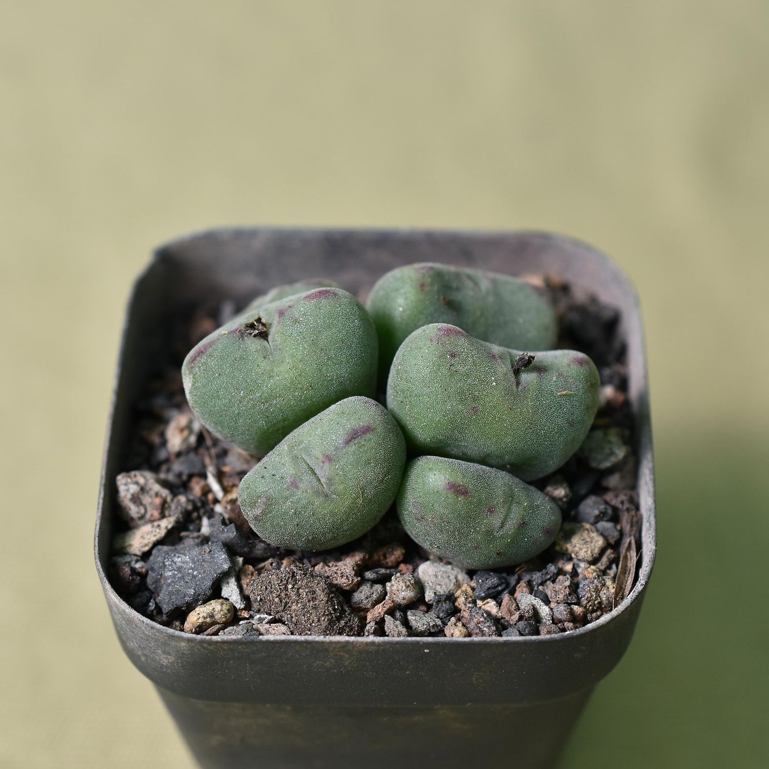 Conophytum velutinum