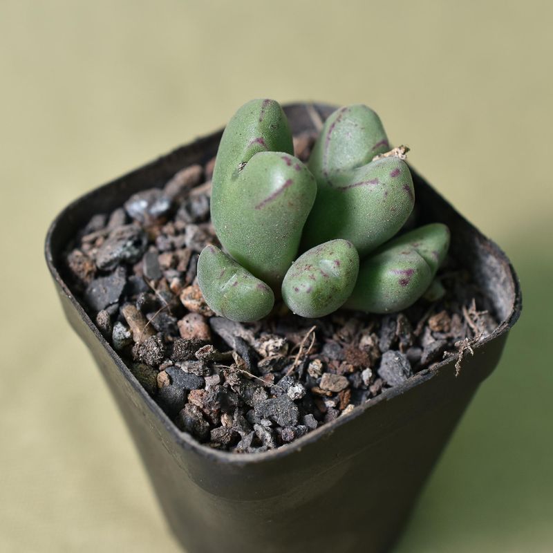 Conophytum bilobum