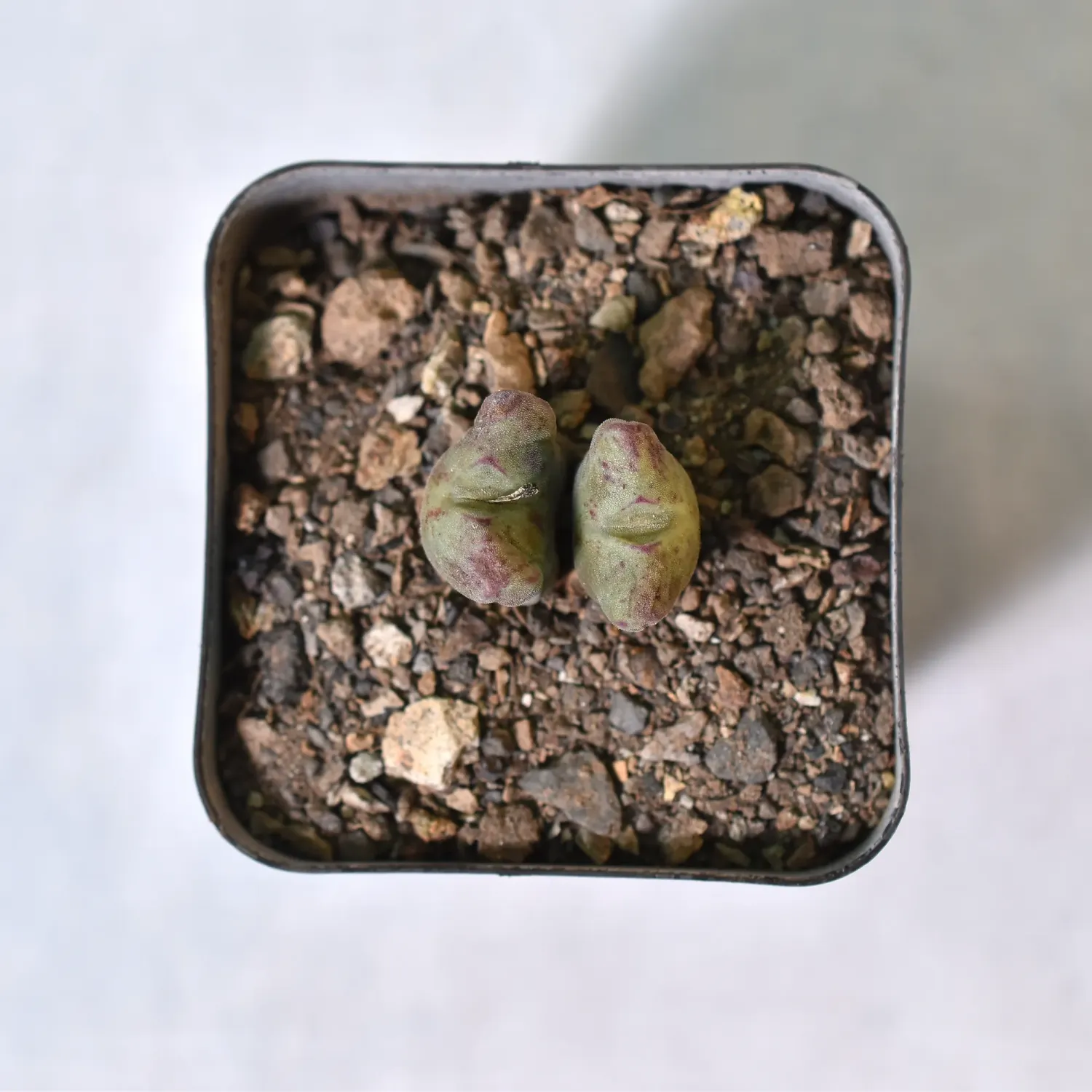 Conophytum bilobum