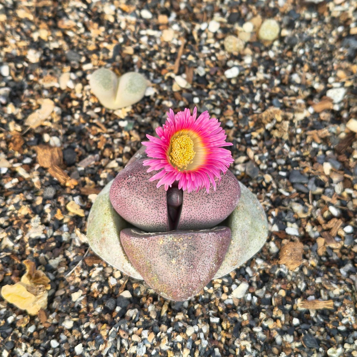 Pleiospilos nelii Royal Flush Split Rock