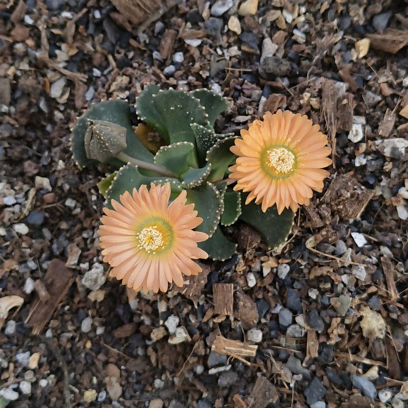 Aloinopsis malherbei