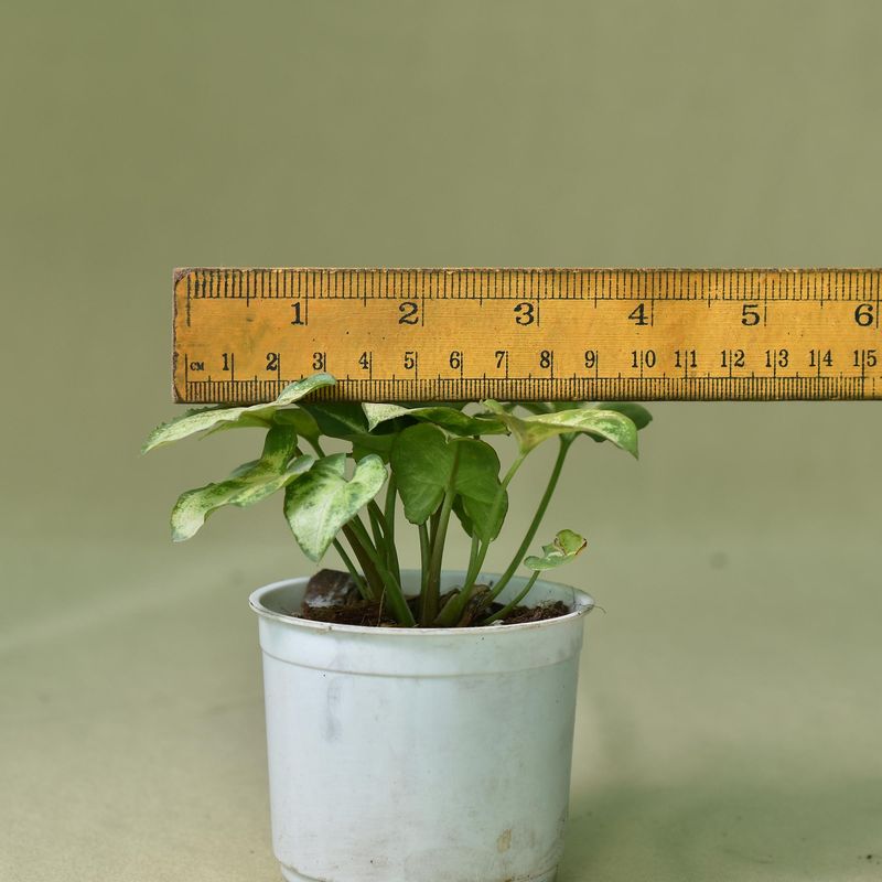 Syngonium small leaf Green
