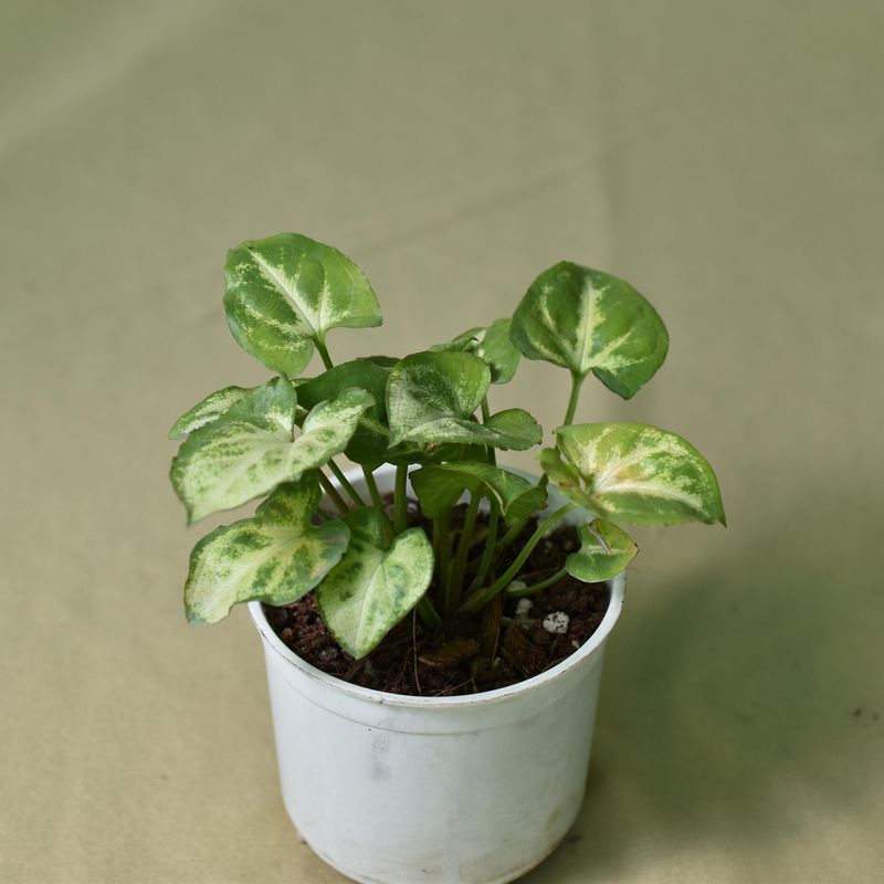 Syngonium small leaf Green