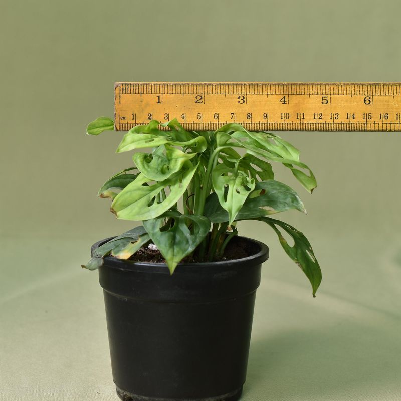 Philodendron Broken Heart  aka   Monstera adansonii with ruler for size reference