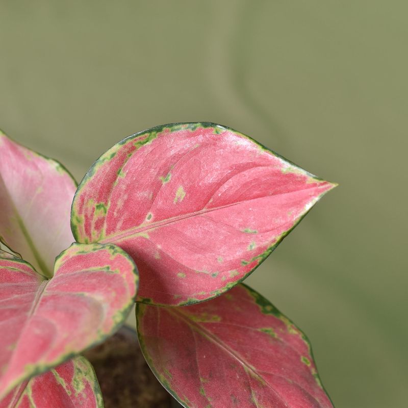 Aglaonema Pink Valentine close-up of pink variegated leaves