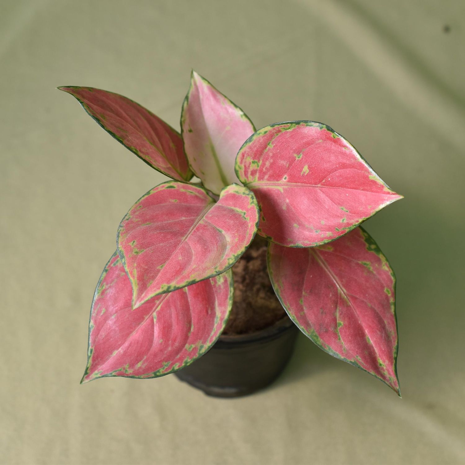 Aglaonema Pink Valentine