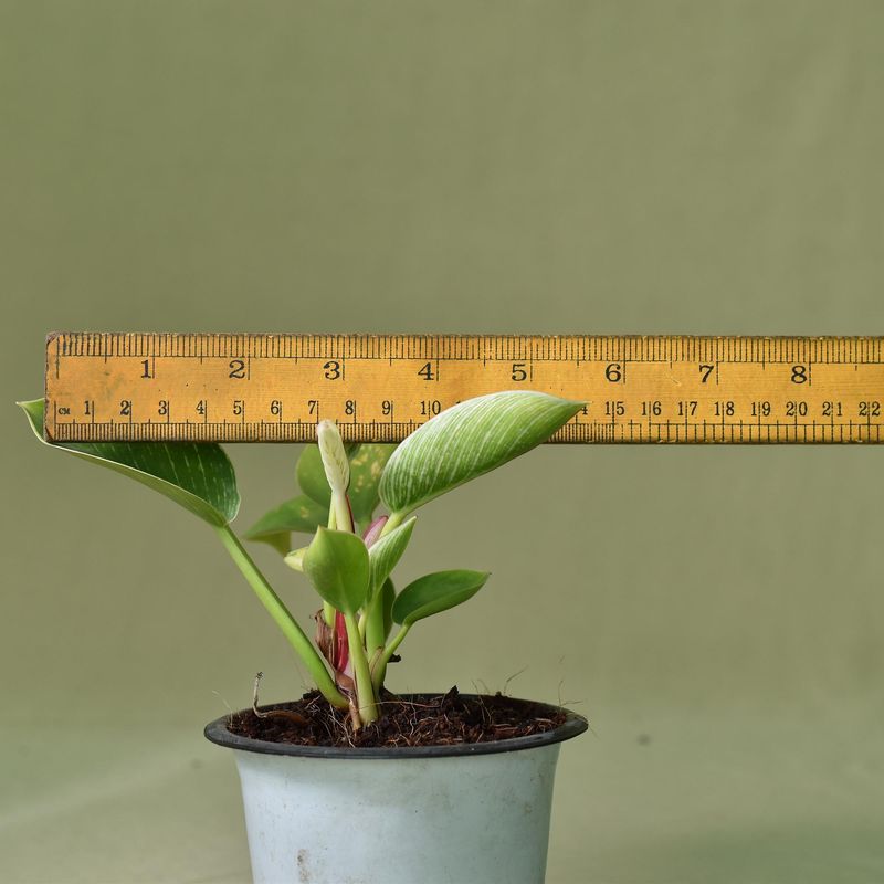 Philodendron birkin