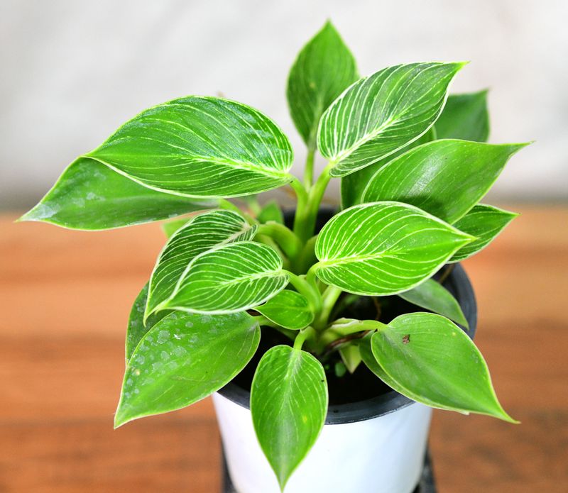 Philodendron birkin potted plant overview