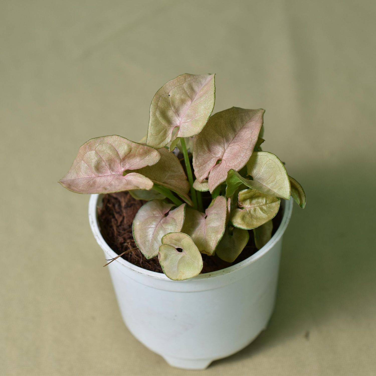 Syngonium small leaf pink