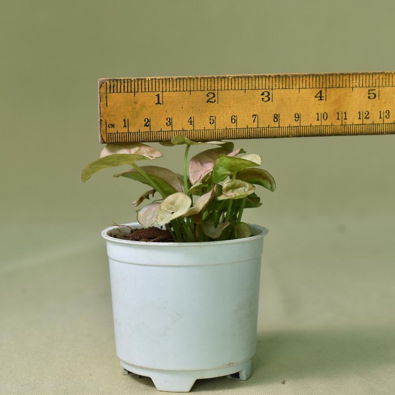 Syngonium small leaf pink