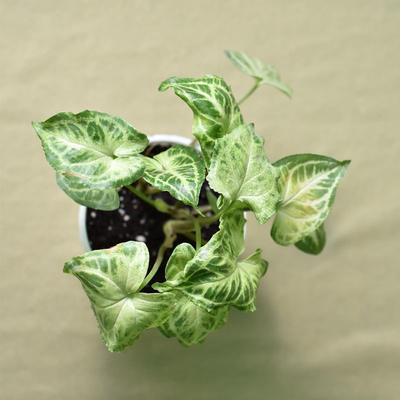 Syngonium pixie