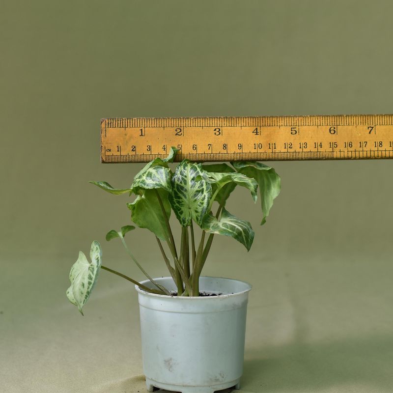 Syngonium pixie