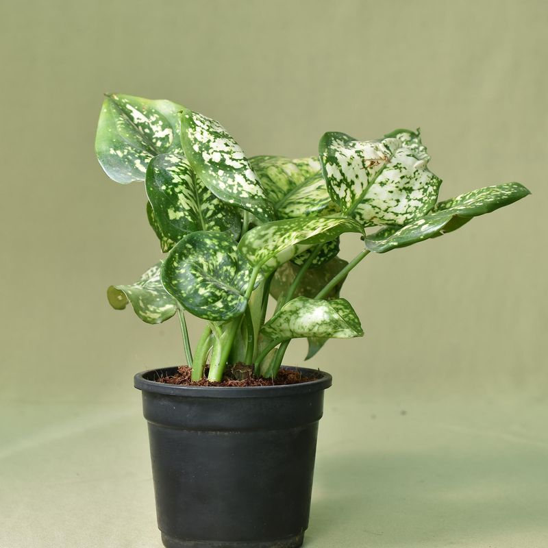 Aglaonema Snow White