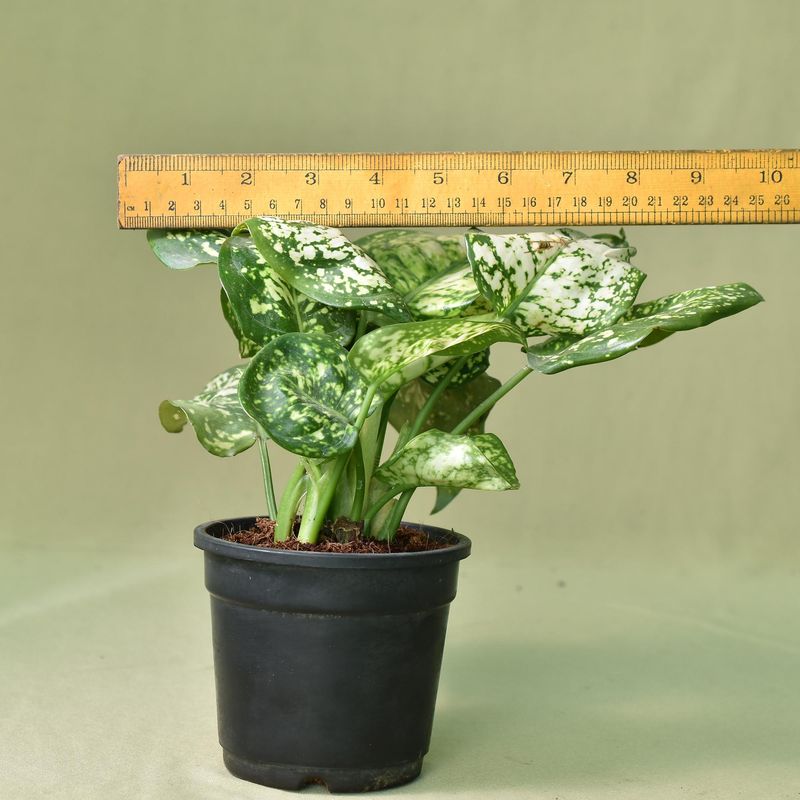 Aglaonema Snow White