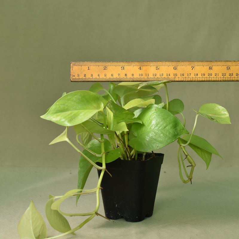 Neon Pothos,  Epipremnum 'Neon', Golden Money Plant