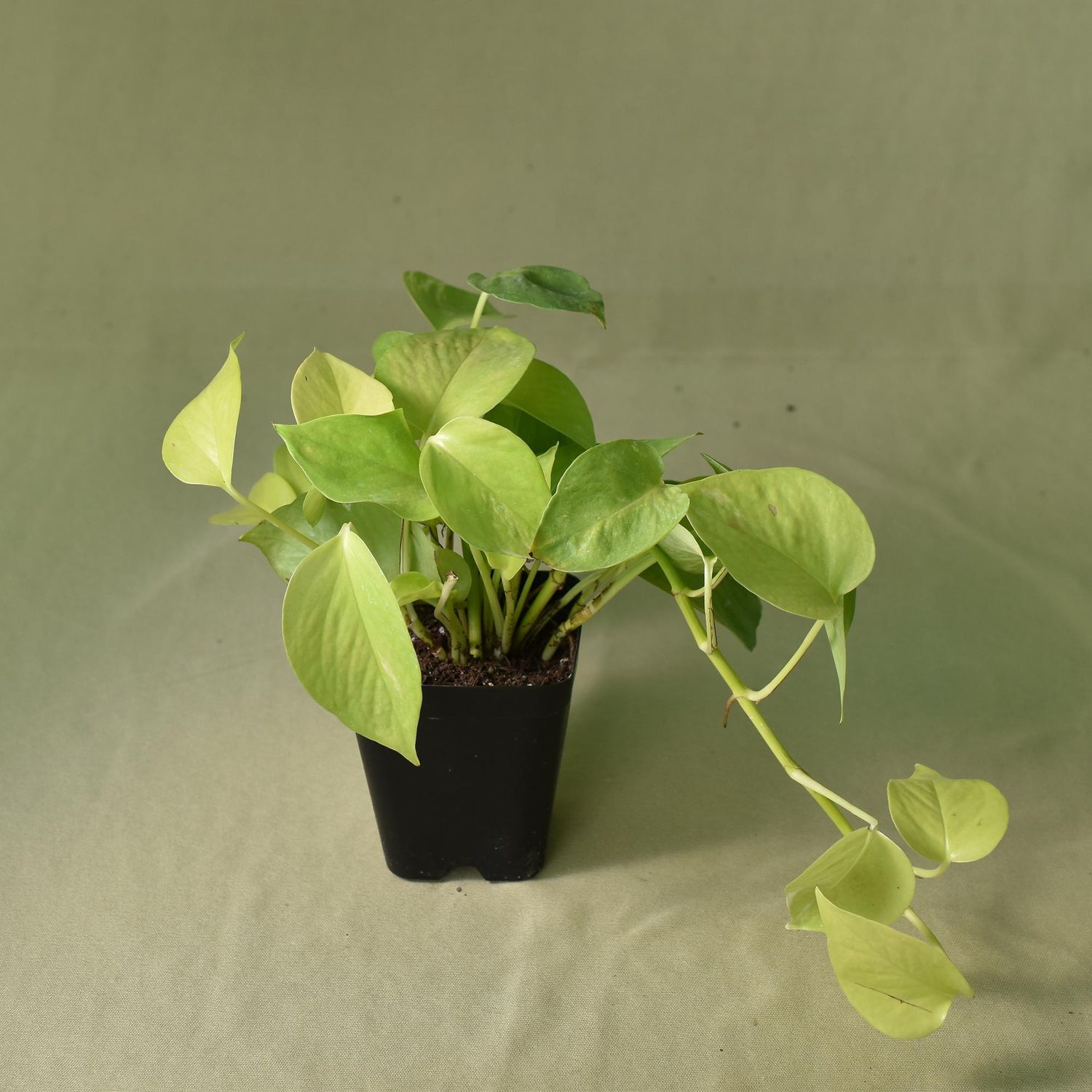Neon Pothos, Epipremnum 'Neon', Golden Money Plant Neon Pothos, Epipremnum 'Neon', Golden Money Plant