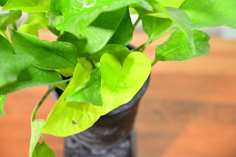 Neon Pothos,  Epipremnum 'Neon', Golden Money Plant