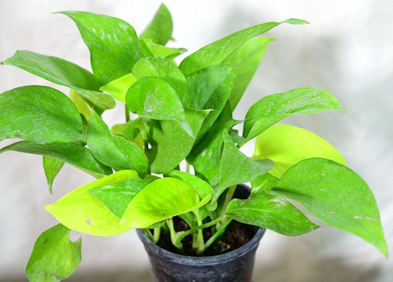 Neon Pothos,  Epipremnum 'Neon', Golden Money Plant