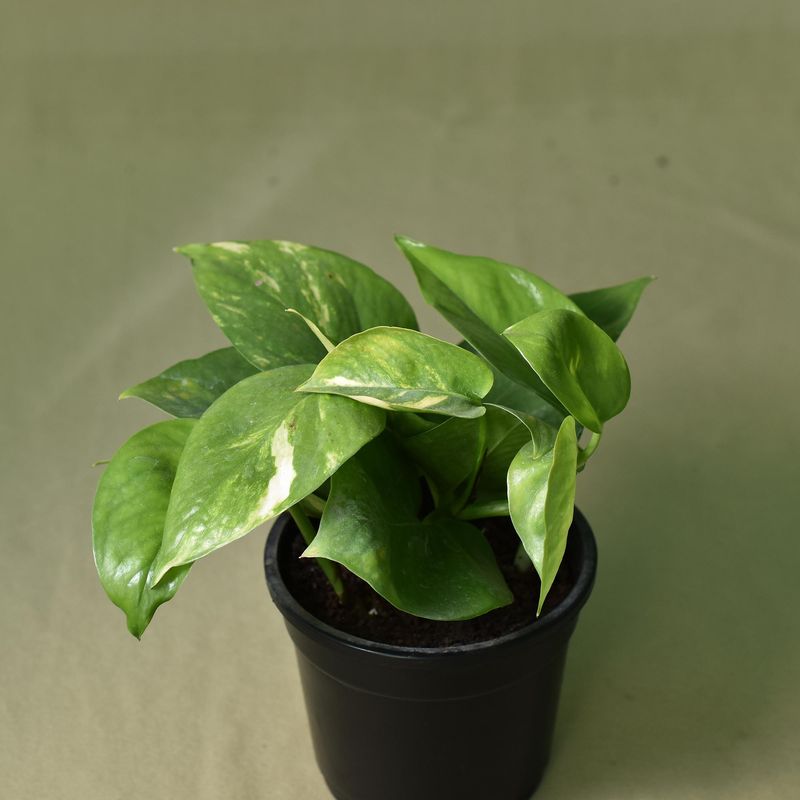 Pothos,  Epipremnum aureum, Green Money Plant
