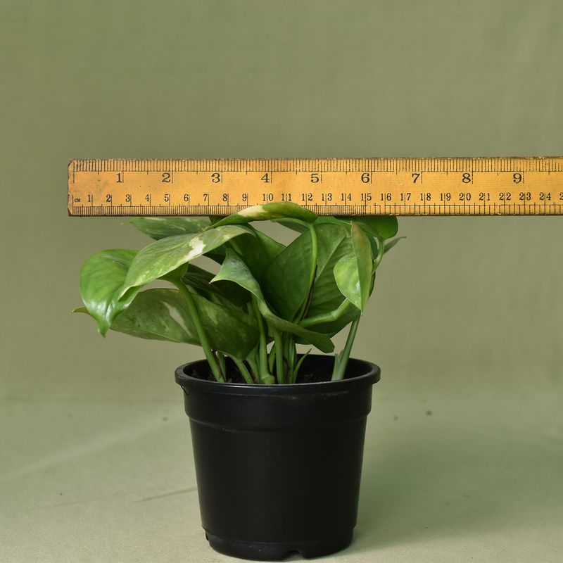 Pothos,  Epipremnum aureum, Green Money Plant