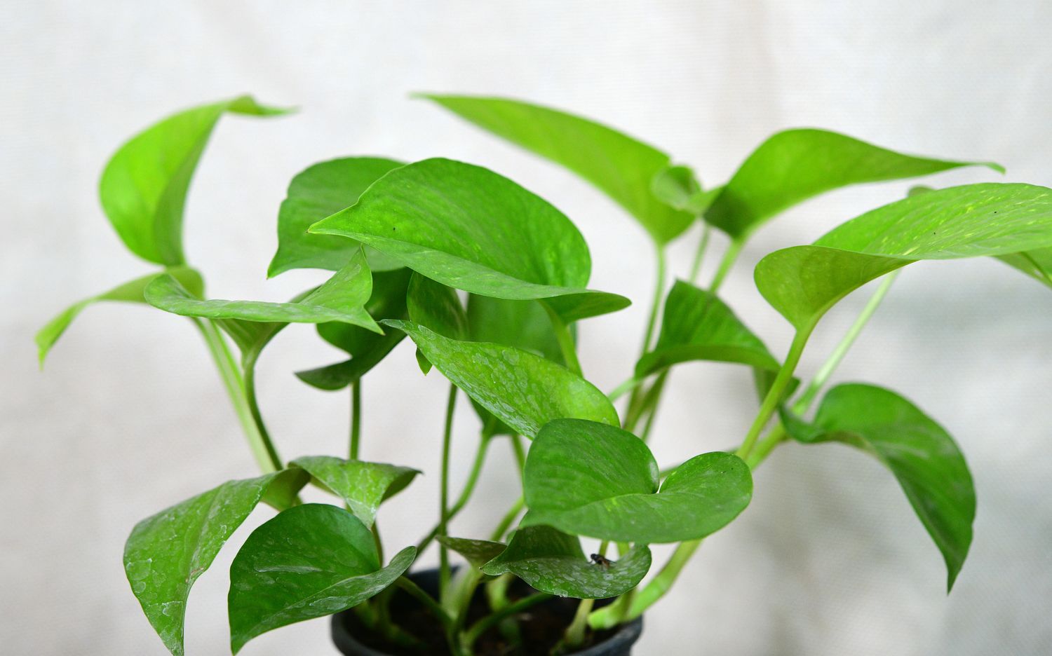 Pothos,  Epipremnum aureum, Green Money Plant