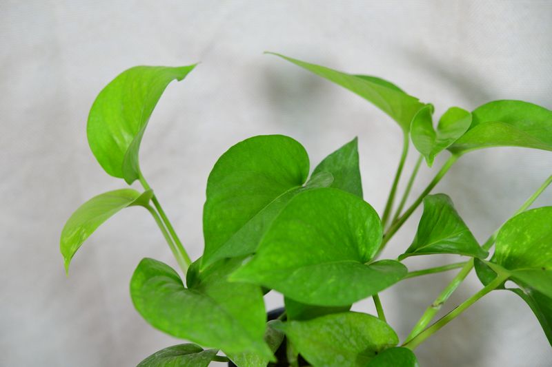 Pothos,  Epipremnum aureum, Green Money Plant