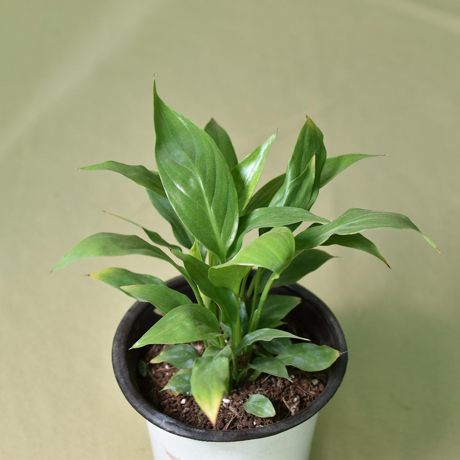 Spathiphyllum Sensation White Peace Lily