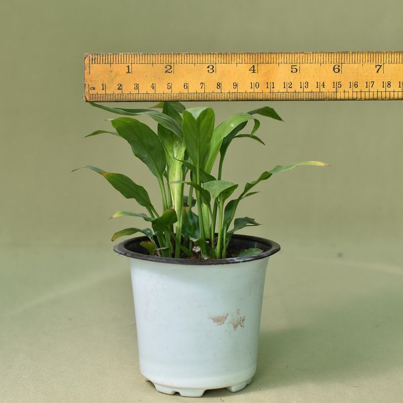 Spathiphyllum Sensation White Peace Lily