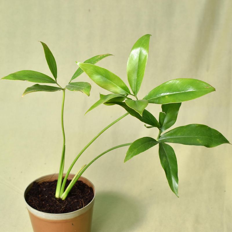 Monstera burle marx flame small plant