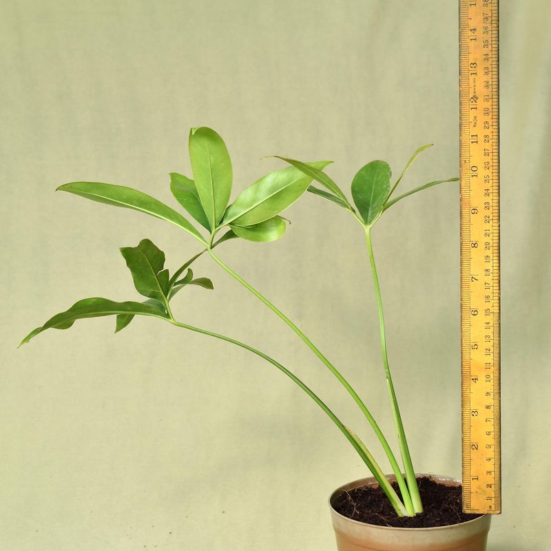 Monstera burle marx flame small plant
