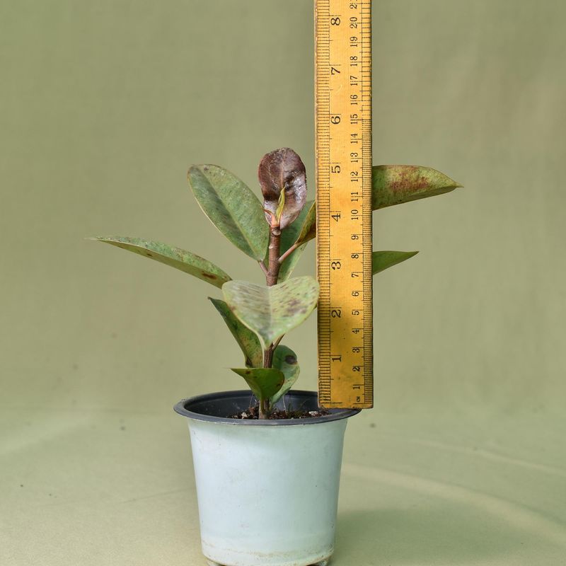Ficus Elastica , Mottled Rubber Plant