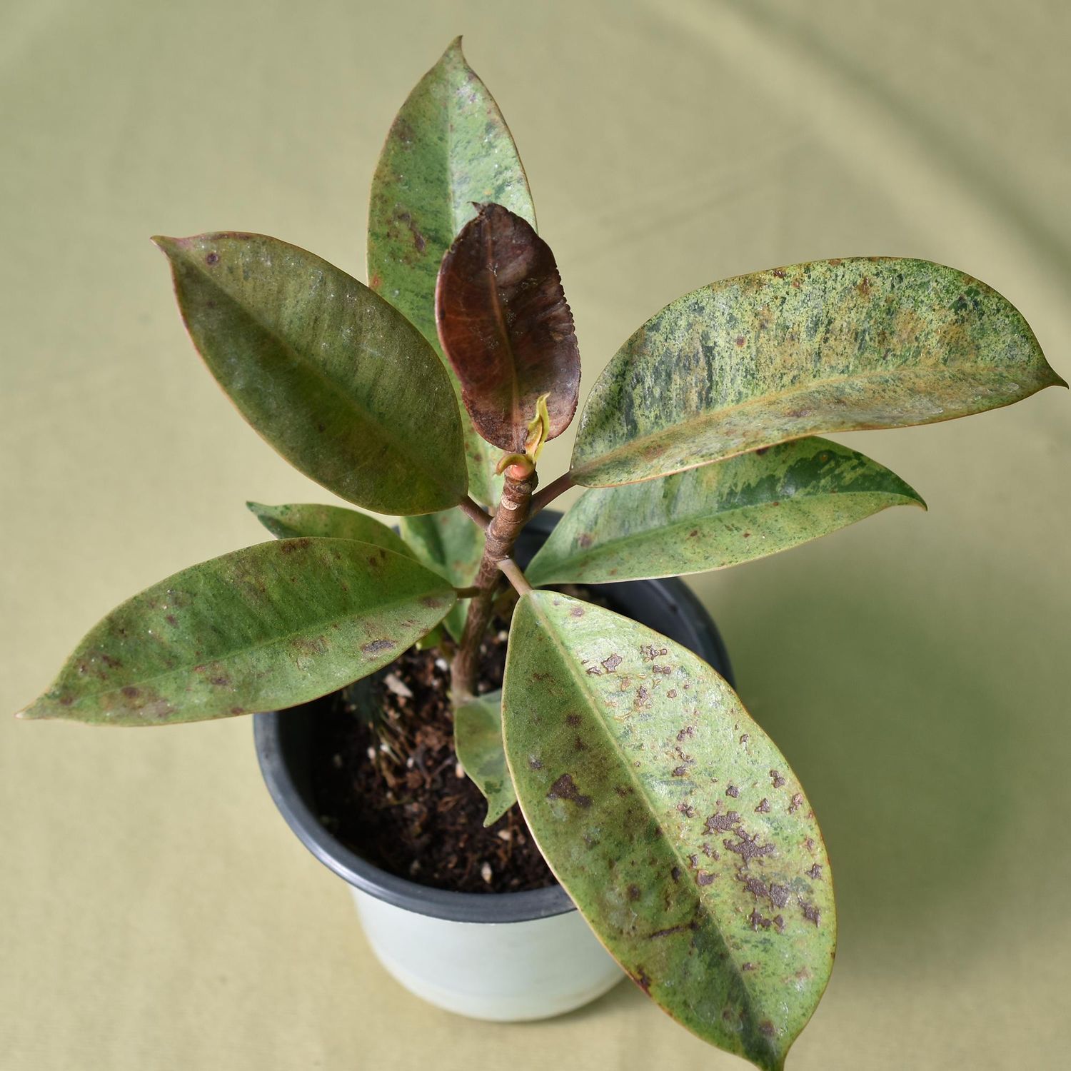 Ficus Elastica , Mottled Rubber Plant