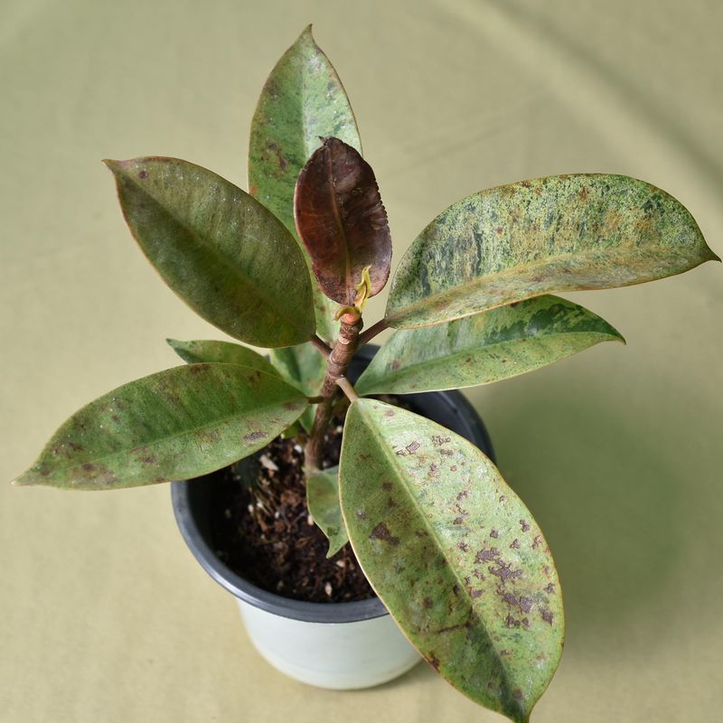 Ficus Elastica , Mottled Rubber Plant