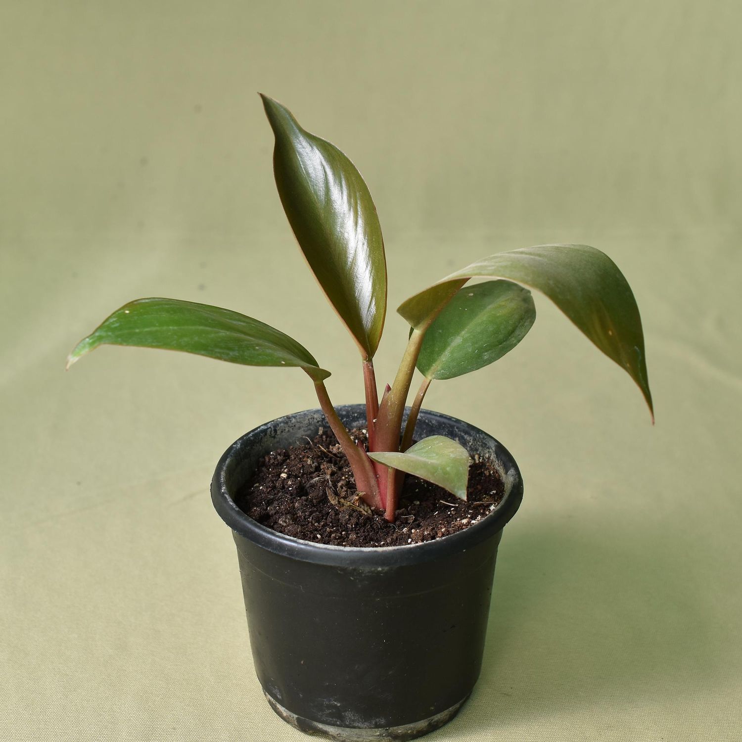 Red leaf Philodendron
