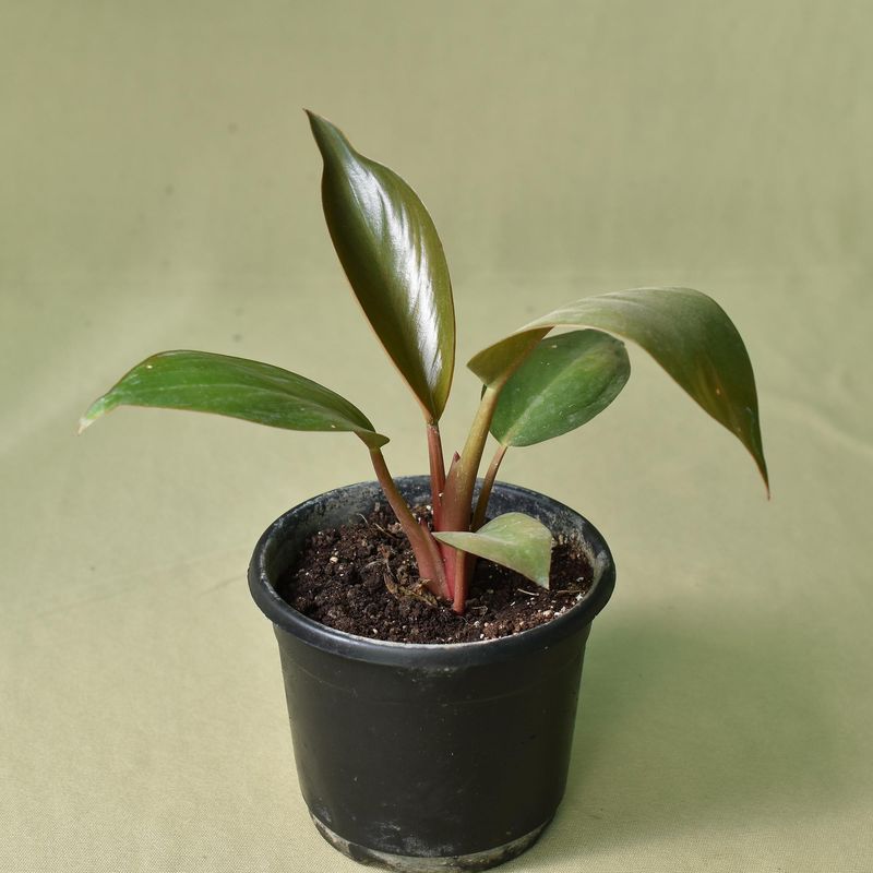Red leaf Philodendron