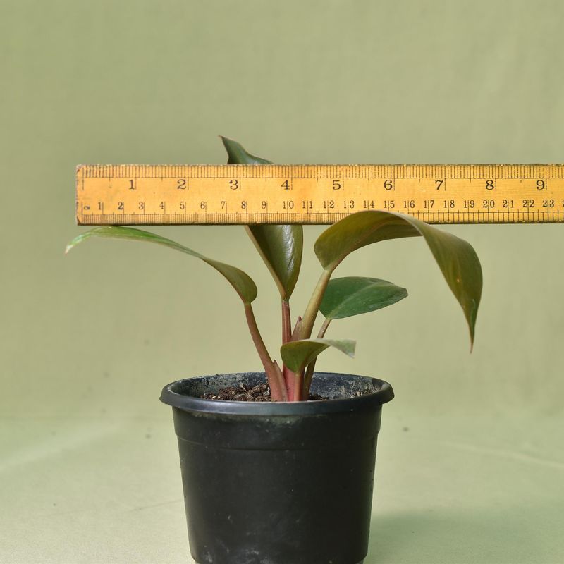 Red leaf Philodendron
