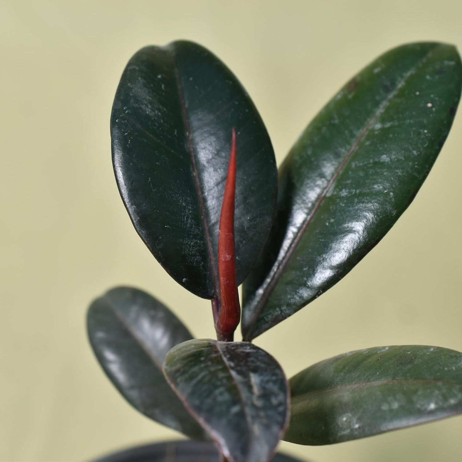 Ficus Elastica , Black Rubber Plant
