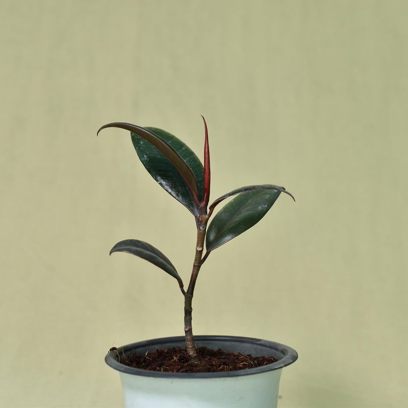 Ficus Elastica , Black Rubber Plant in white pot full plant view