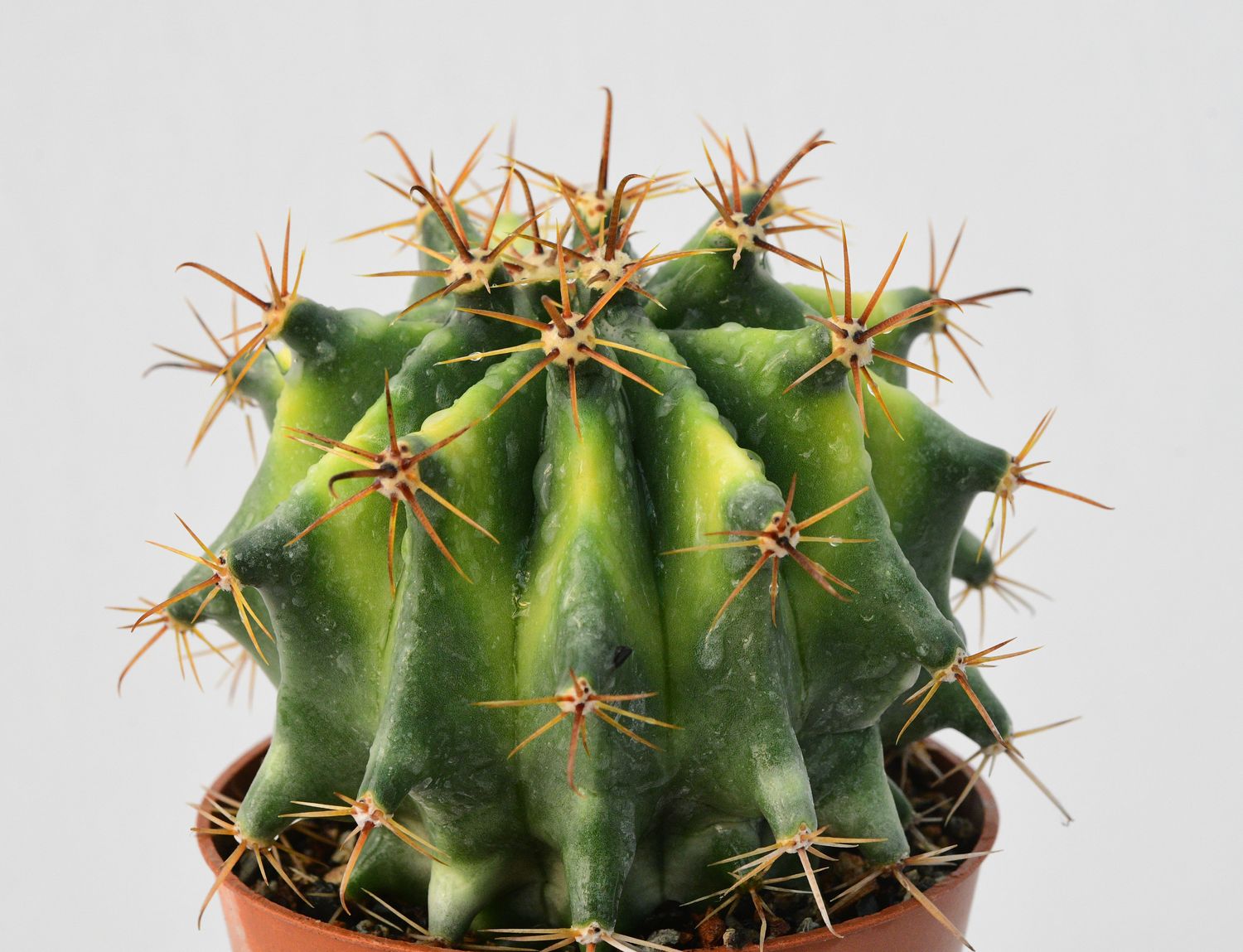 Ferocactus herrerae Hybrid Variegated Ferocactus herrerae Hybrid Variegated