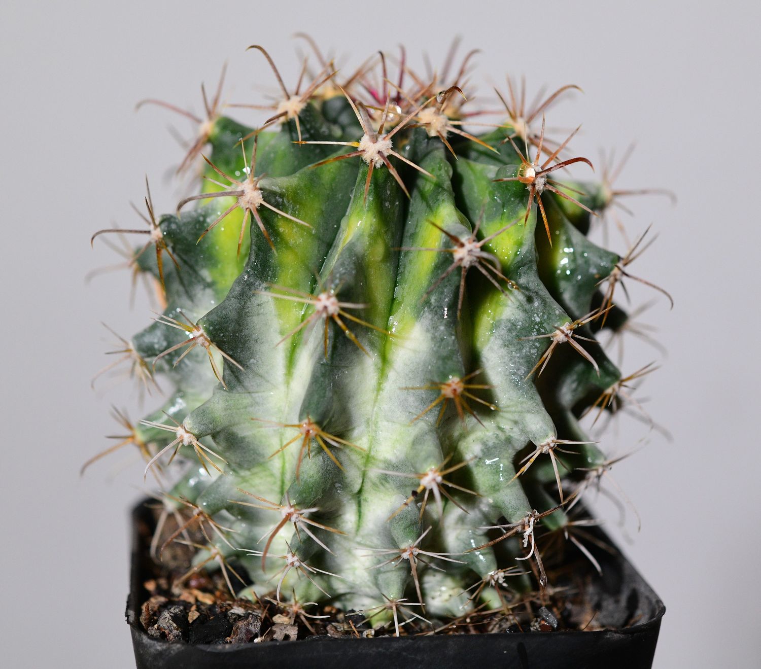 Ferocactus herrerae Hybrid Variegated