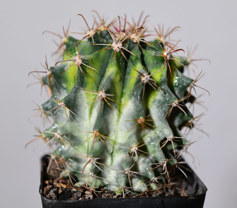 Ferocactus herrerae Hybrid Variegated