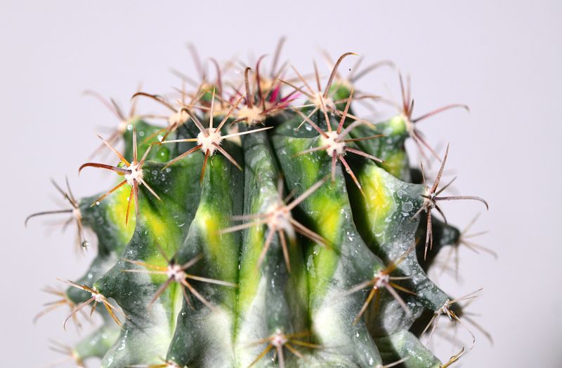 Ferocactus herrerae Hybrid Variegated