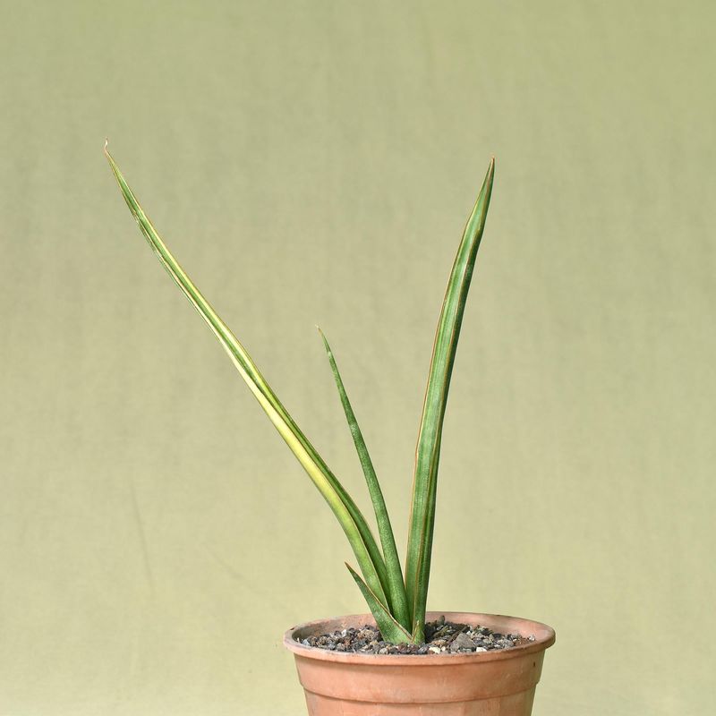 Sanseivera hybrid Variegated