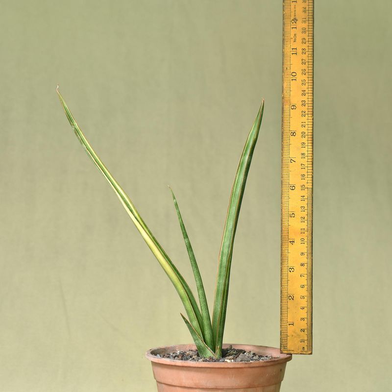 Sanseivera hybrid Variegated