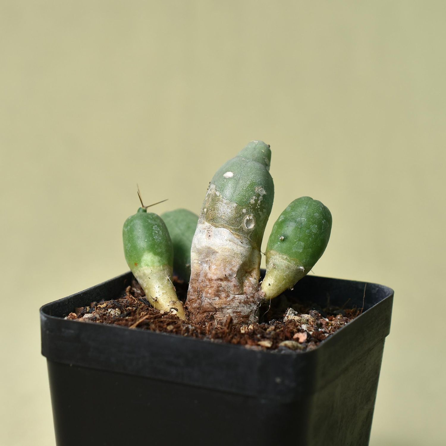 Echinocereus Pentalophus Forma Monstrose