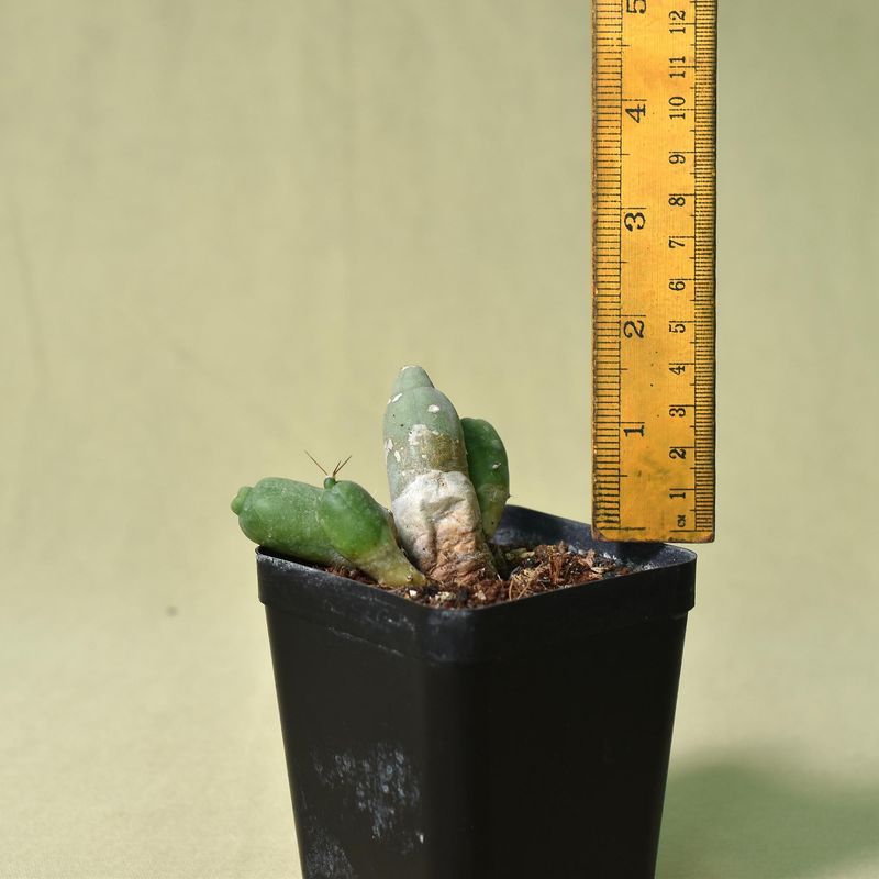 Echinocereus Pentalophus Forma Monstrose