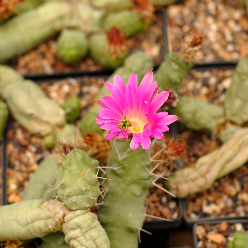 Echinocereus pentalophus forma Monstrose Echinocereus pentalophus forma Monstrose in bloom with bright pink flower