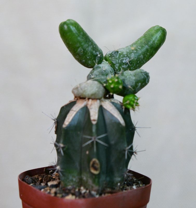 Echinocereus pentalophus forma Monstrose with ruler for size reference