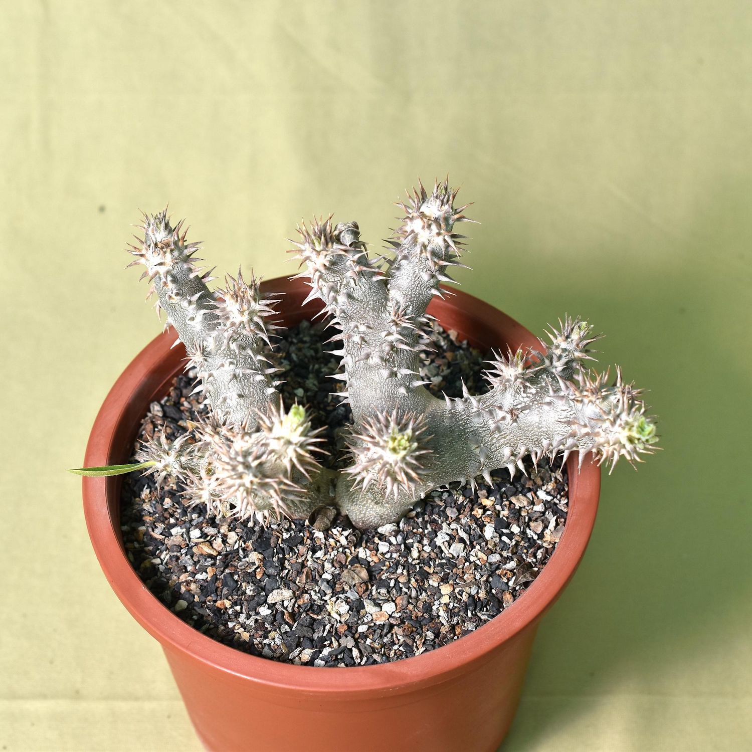 Pachypodium densiflorum