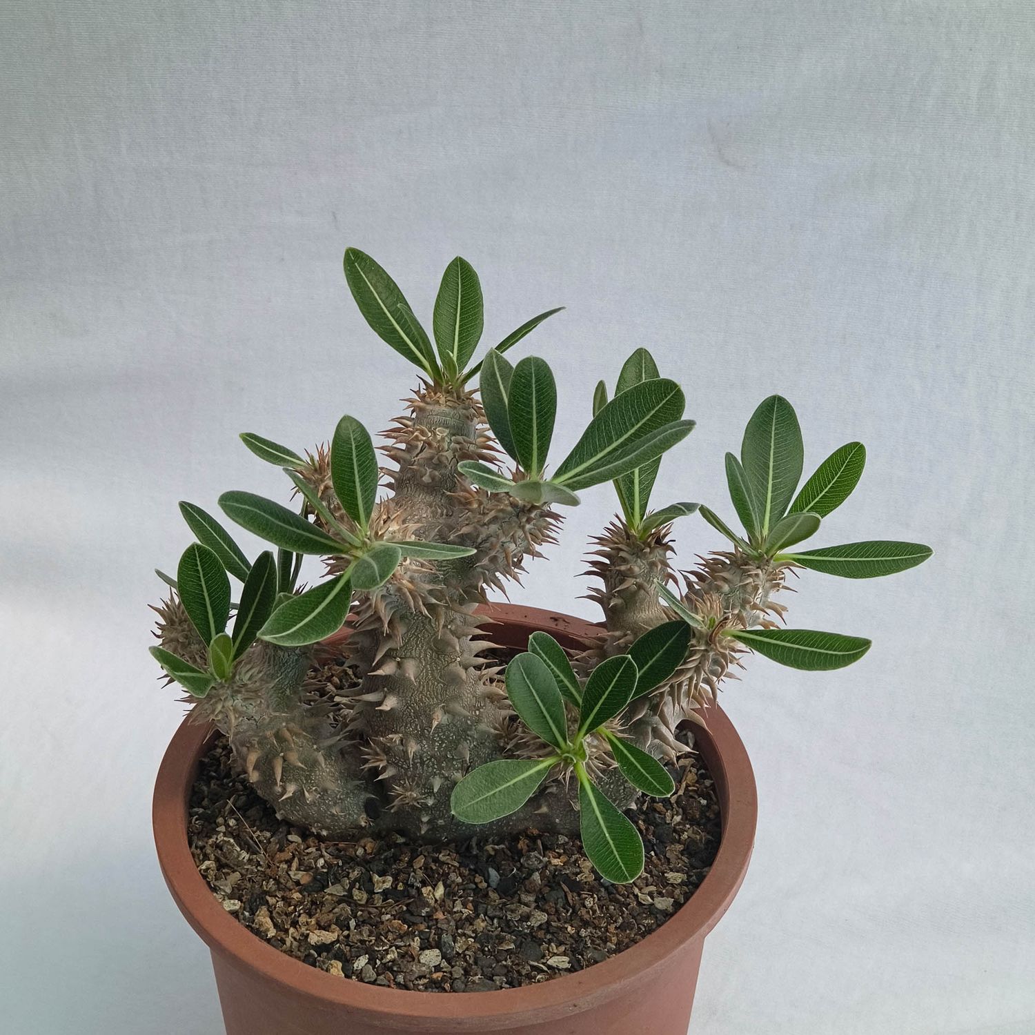Pachypodium densiflorum